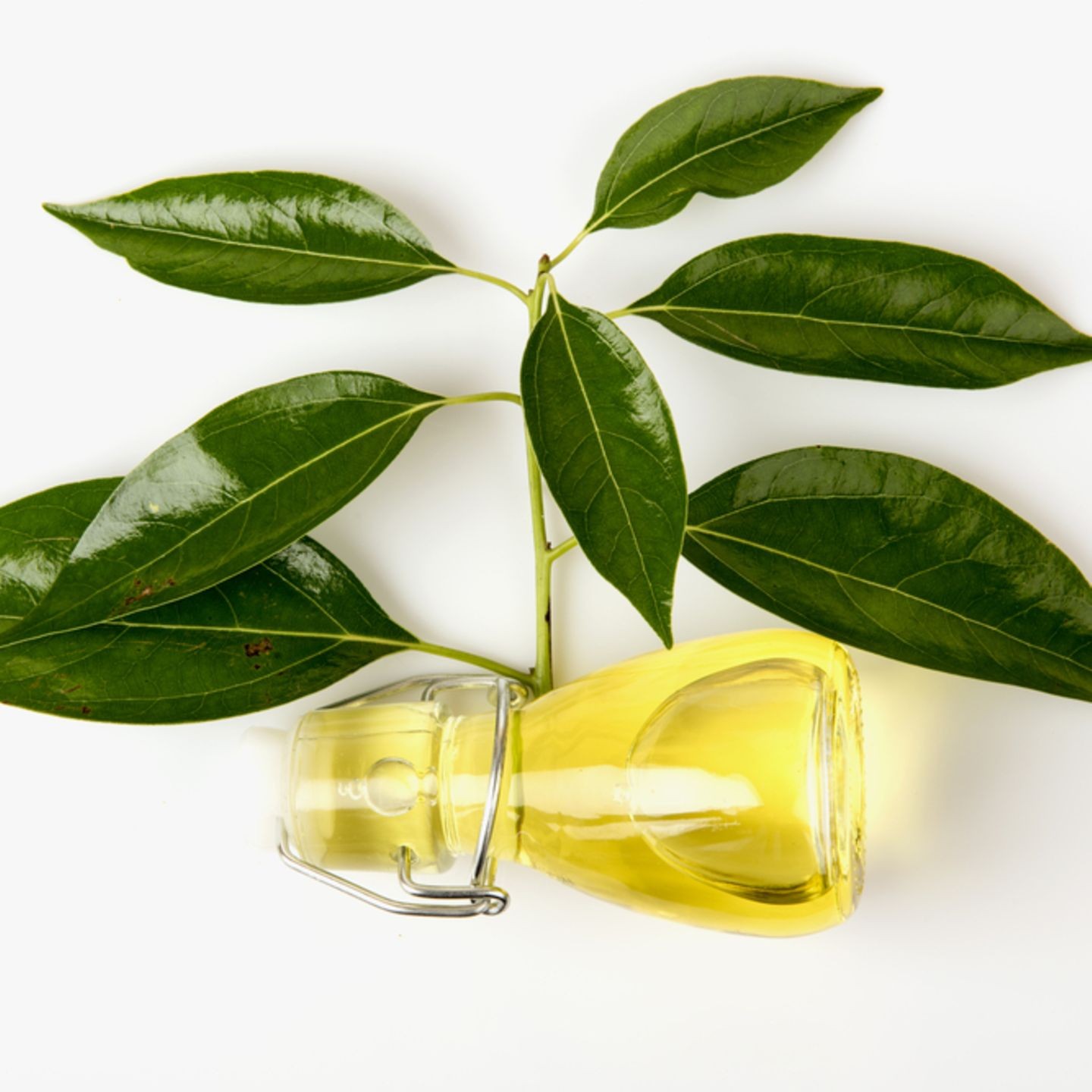 Camphor oil