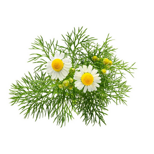 Chamomile flower